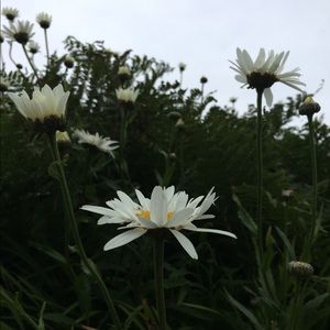 Meet your Posher, Cicely